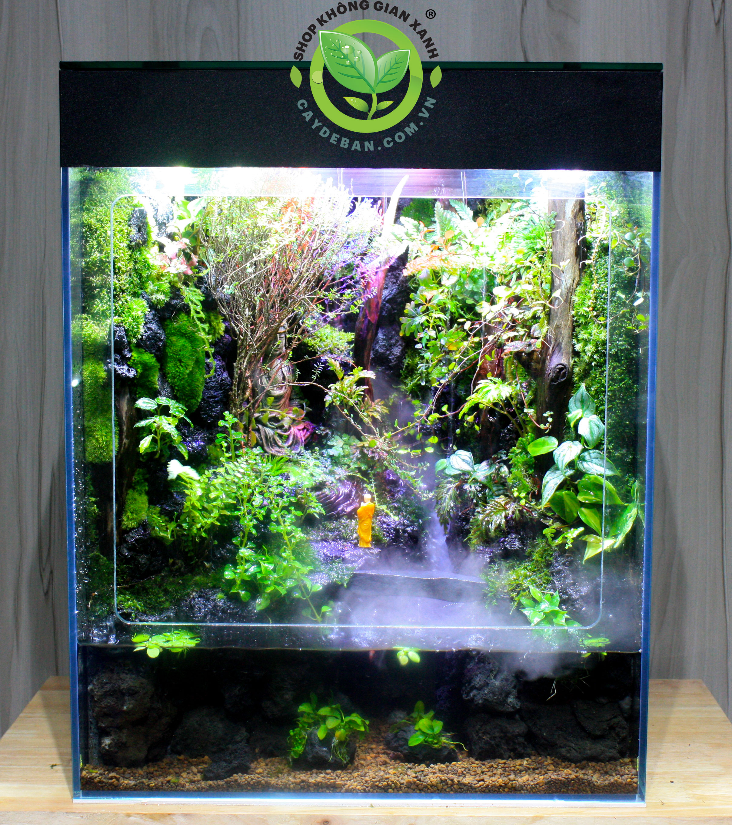 Rain Forest - Rừng mưa