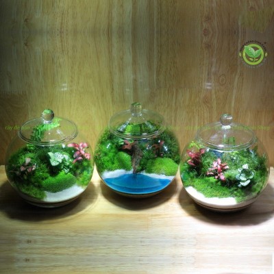 Cách chăm sóc hệ Terrariums (hệ cạn) và Paludariums (hệ bán cạn)