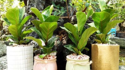 Hướng dẫn cách chăm sóc cây bàng Singapore