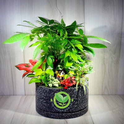 Hướng dẫn cách trồng và chăm sóc cây kim ngân đúng cách