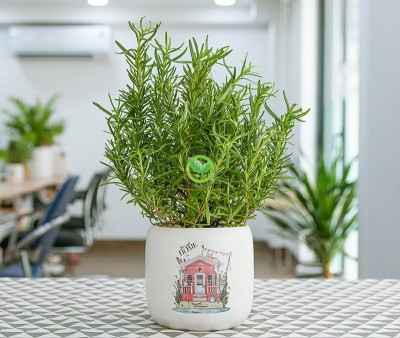 Hướng dẫn cách trồng cây hương thảo đúng cách