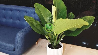 Tìm hiểu cây Đại Phú Gia có độc không?