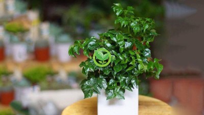 Top 9 loại cây cảnh để phòng khách được lựa chọn nhiều nhất