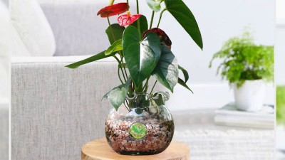 Tìm hiểu khai trương cửa hàng tặng cây gì?