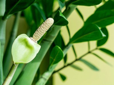 Tìm hiểu cây kim tiền ra hoa có ý nghĩa gì?