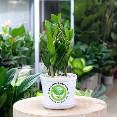 Mệnh mộc hợp với cây gì? Bật mí 10 cây hợp với mệnh mộc