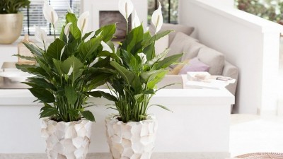 Gợi ý các loại cây lọc không khí trong nhà tốt nhất