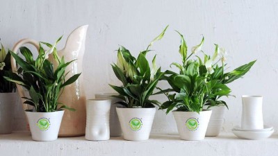 10+ những cây cảnh sống lâu thích hợp trồng trong nhà