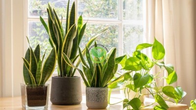 Top 10 cây cảnh tặng khai trương đẹp nhất