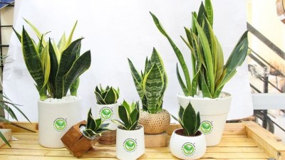 10+ những cây cảnh sống lâu thích hợp trồng trong nhà
