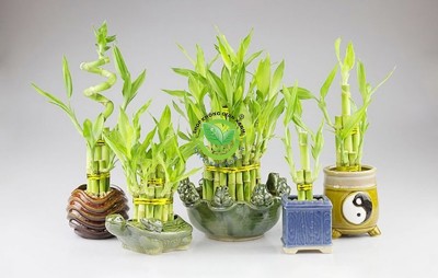 Tìm hiểu về chậu phát tài để bàn và cách trồng cây