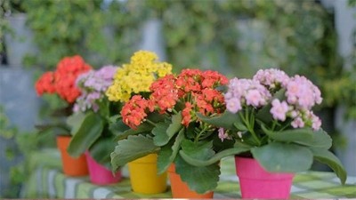 Gợi ý các loại cây tốt cho phong thủy nên trồng trong nhà
