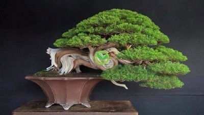 Tìm hiểu cây tùng bồng lai bonsai và cách chăm sóc