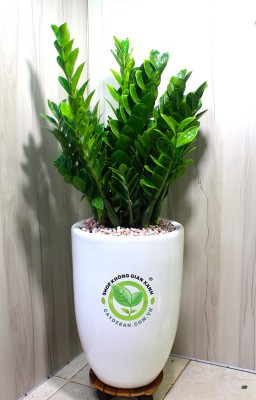 Vì sao nên sử dụng cây xanh văn phòng trang trí?