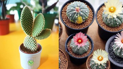 Nên tặng cây gì cho bạn thân? Gợi ý 6 loại cây phù hợp nhất