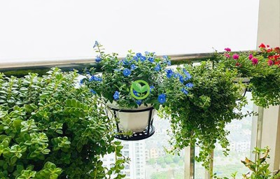 Top 10+ loài hoa treo ban công chịu nắng tốt hiện nay