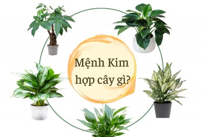 Người mệnh kim hợp với cây gì? 10+ cây thu hút tiền lộc
