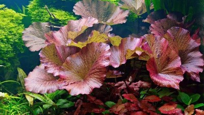 Các loại cây thủy sinh dễ trồng dễ chăm sóc