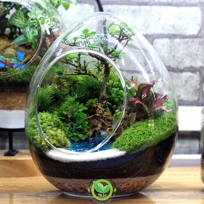 Terrarium là gì? Tìm hiểu về hệ sinh thái