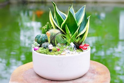 Top những mẫu tiểu cảnh mini để bàn đẹp nhất hiện nay