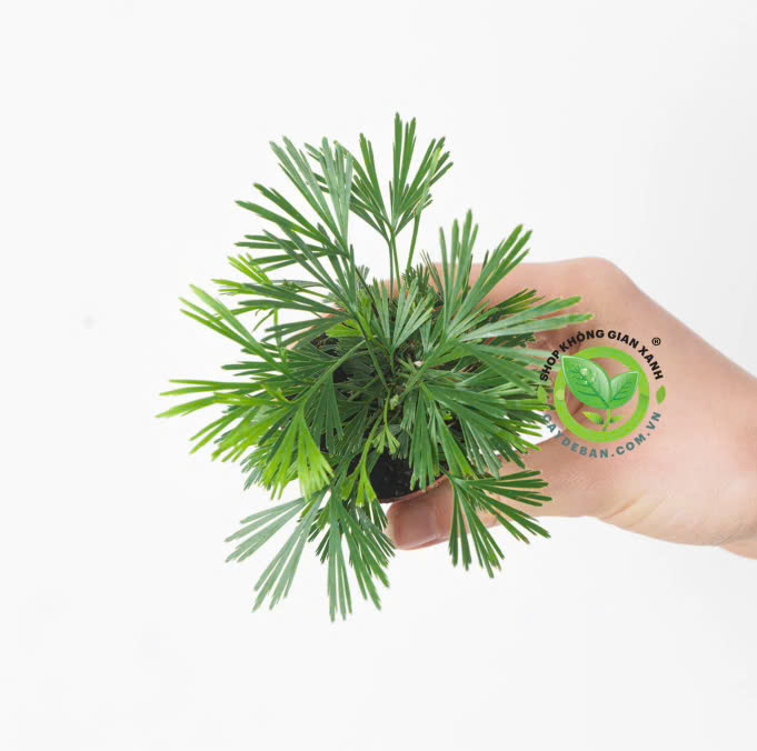 Cọ Lông Mi - Actiniopteris australis