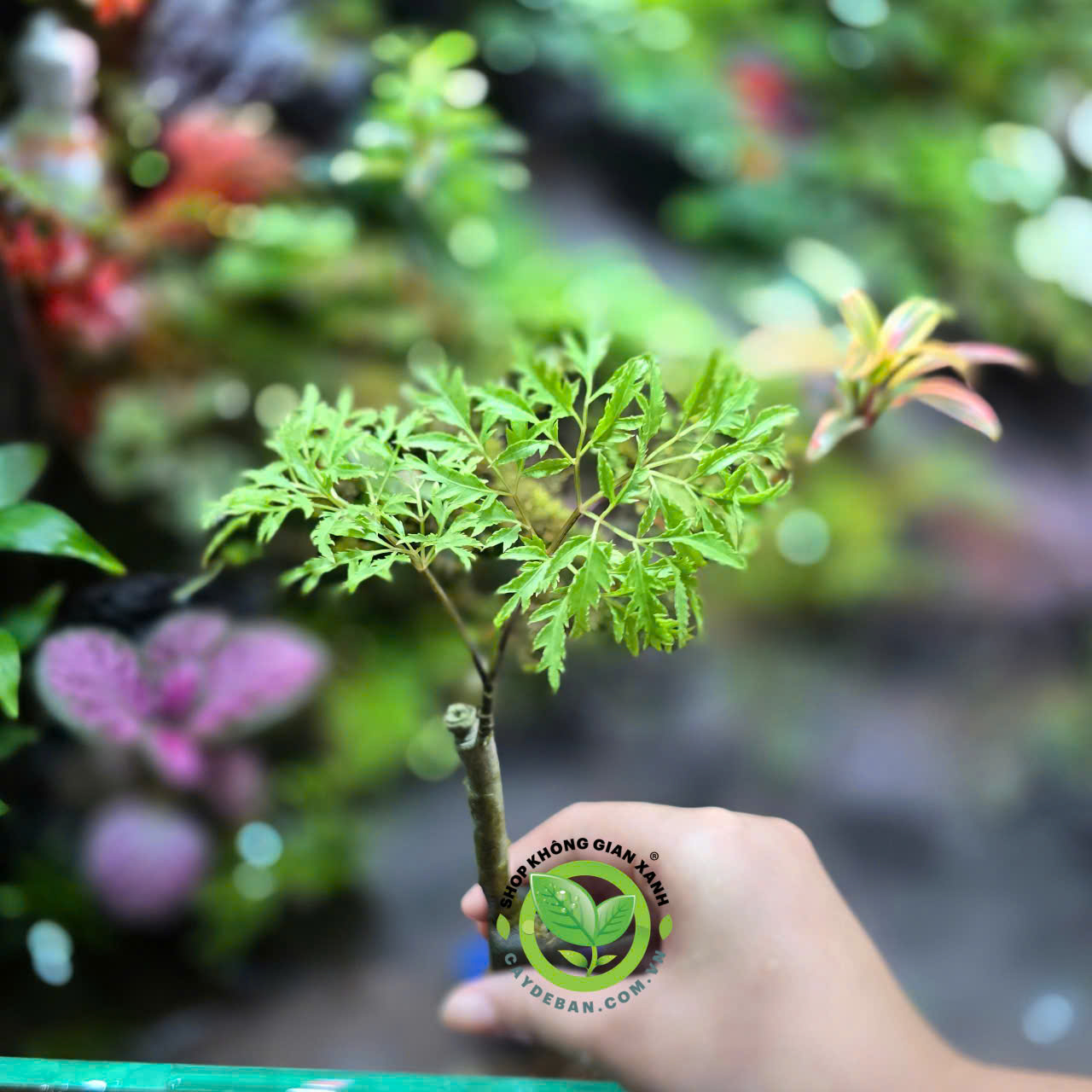 Đinh lăng lá nhỏ