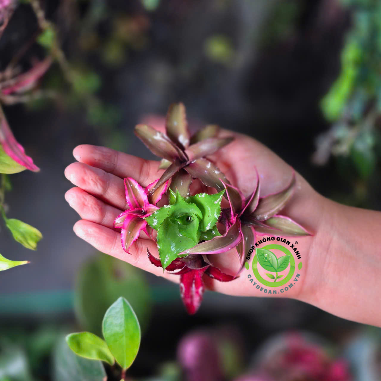 Cây dứa tiểu phụng mini