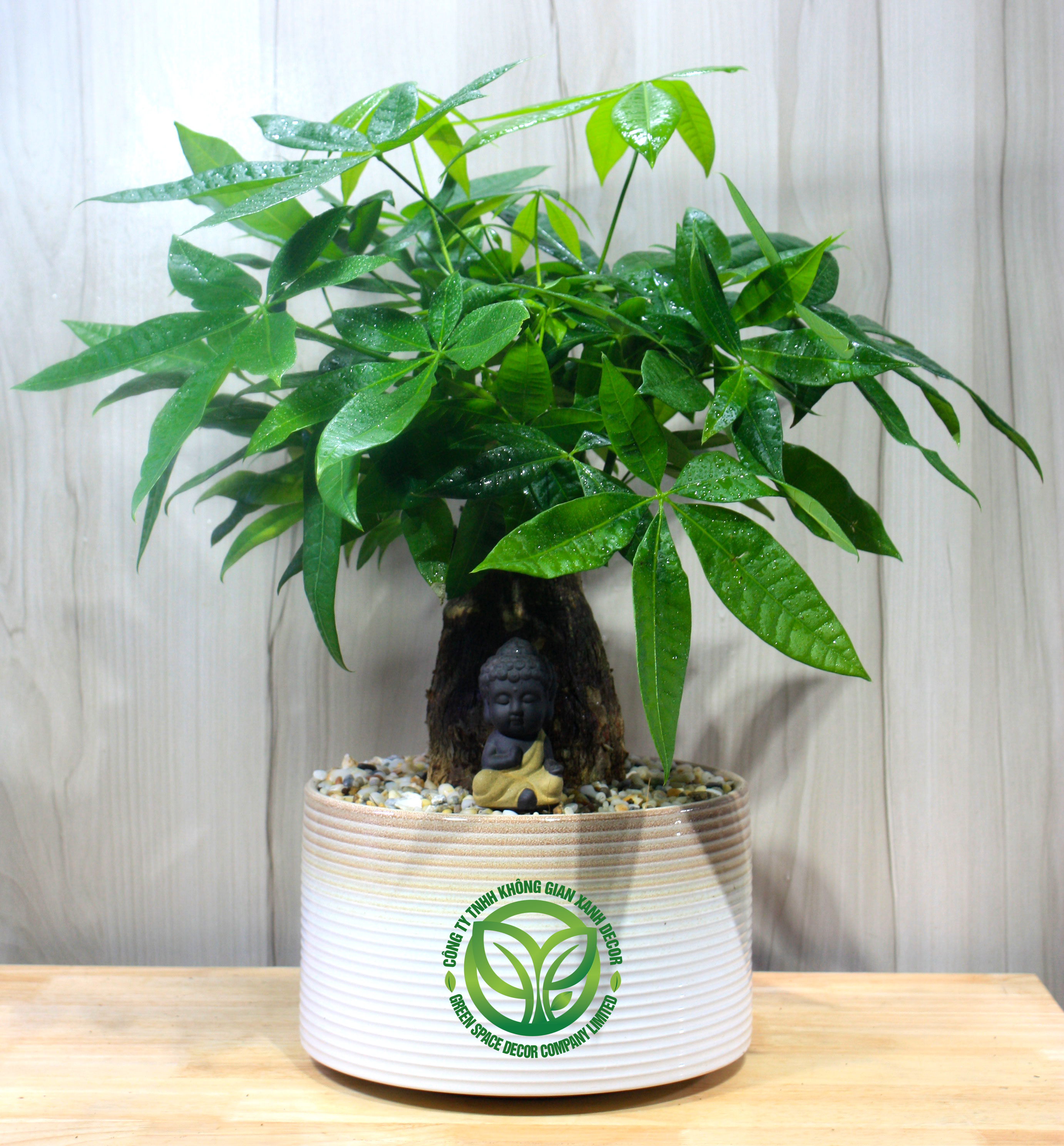 Gốc Cội An Nhiên