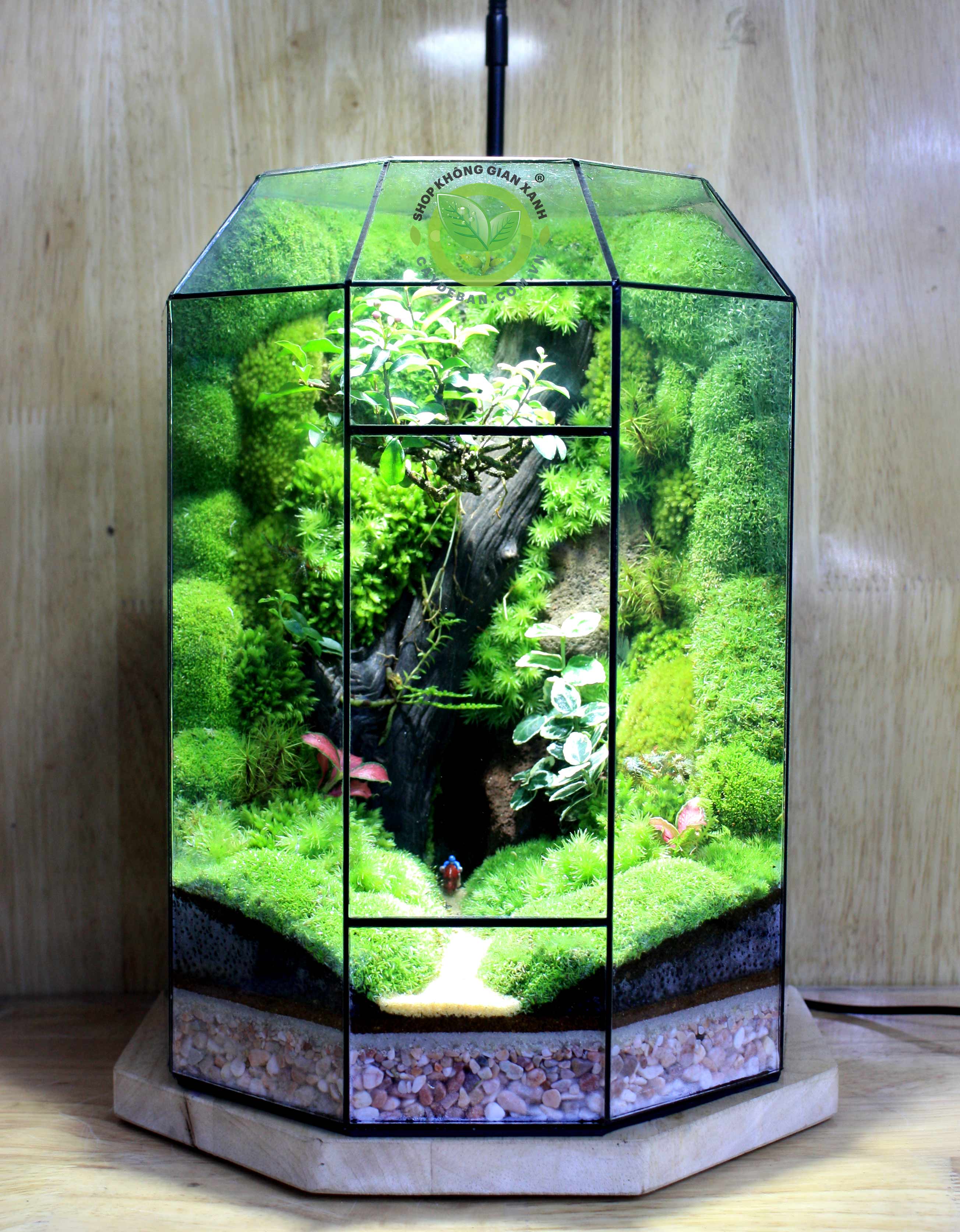 Terrarium-MS017.10