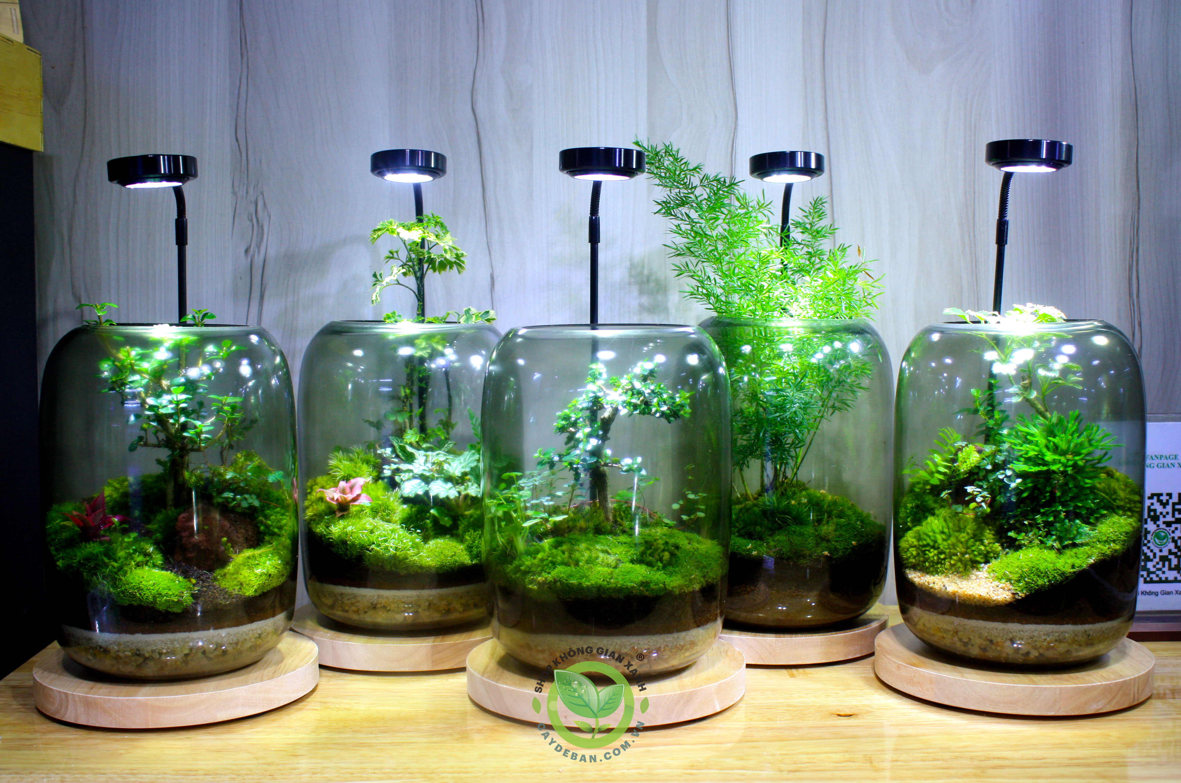 Terrarium-BB01