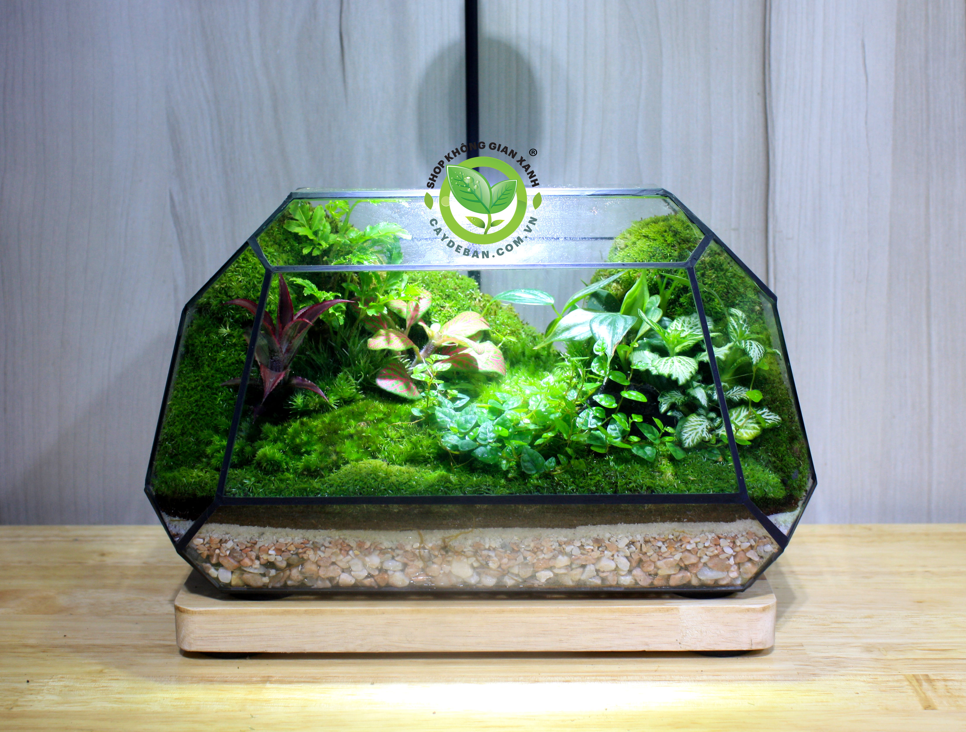 Terrarium MS10 251