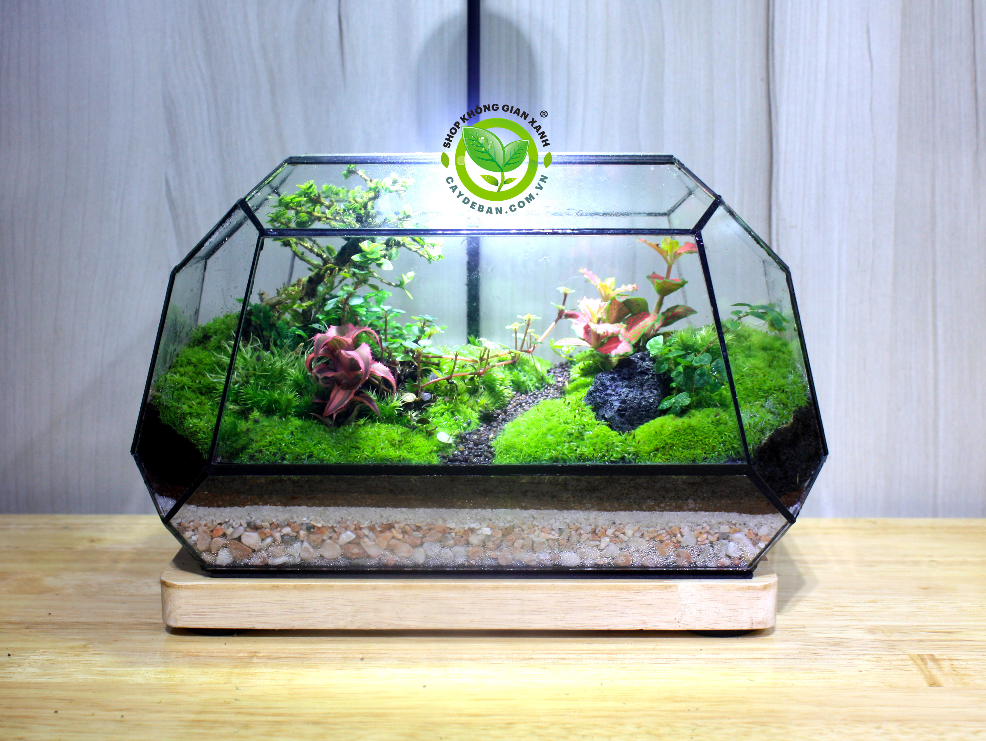 Terrarium-MS10_25