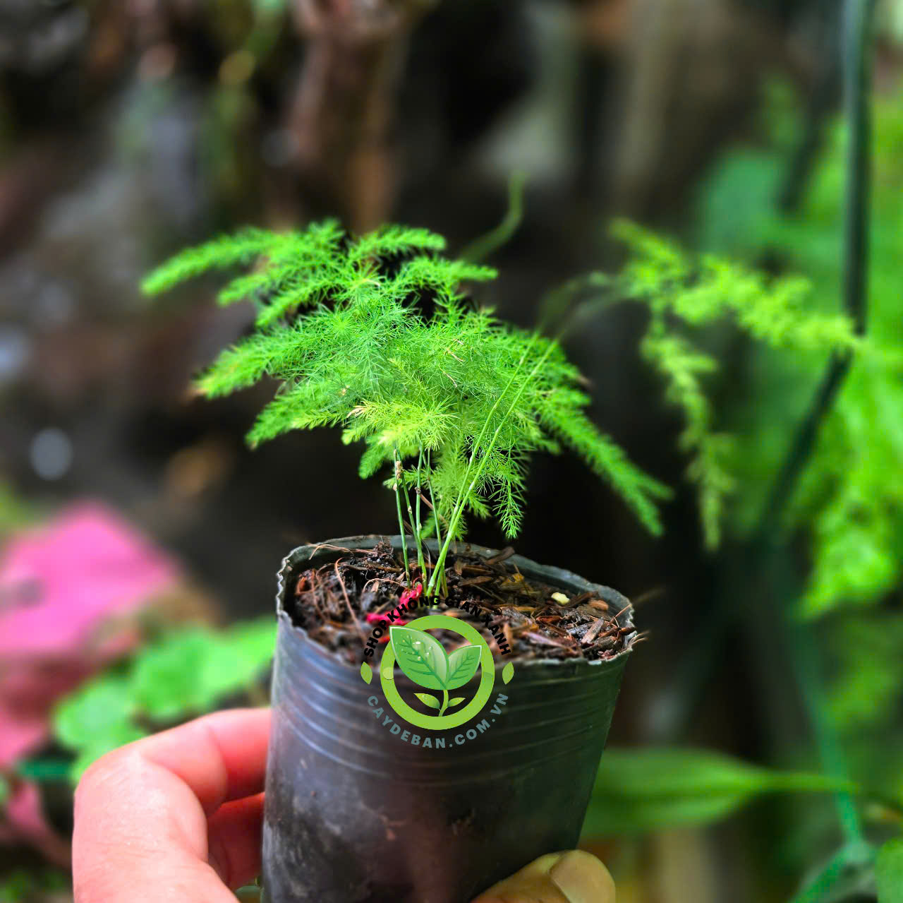 Kim Thuỷ Tùng mini