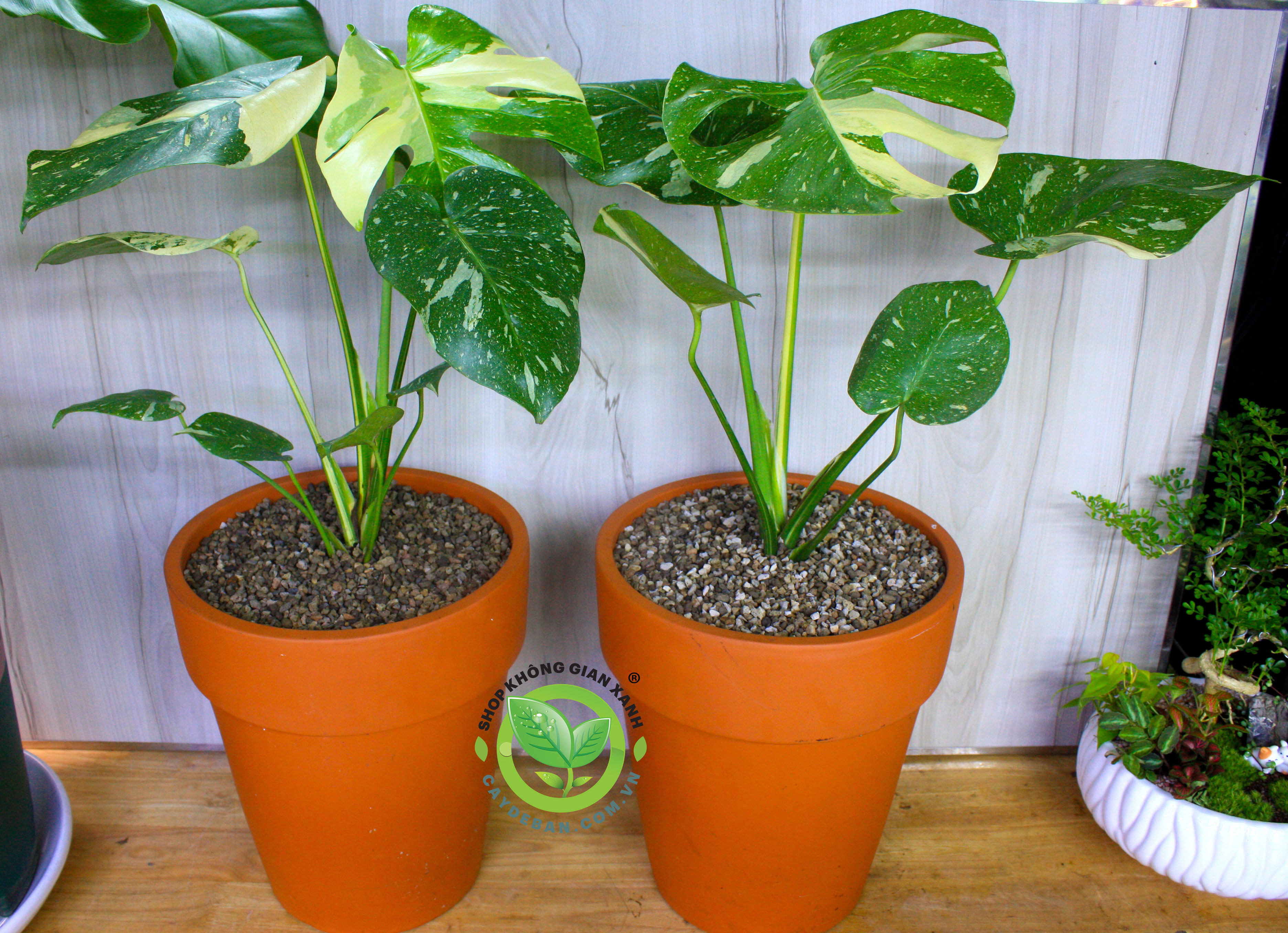 Monstera Deliciosa Variegated