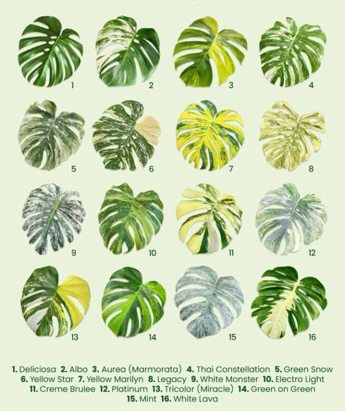 Monstera variegated