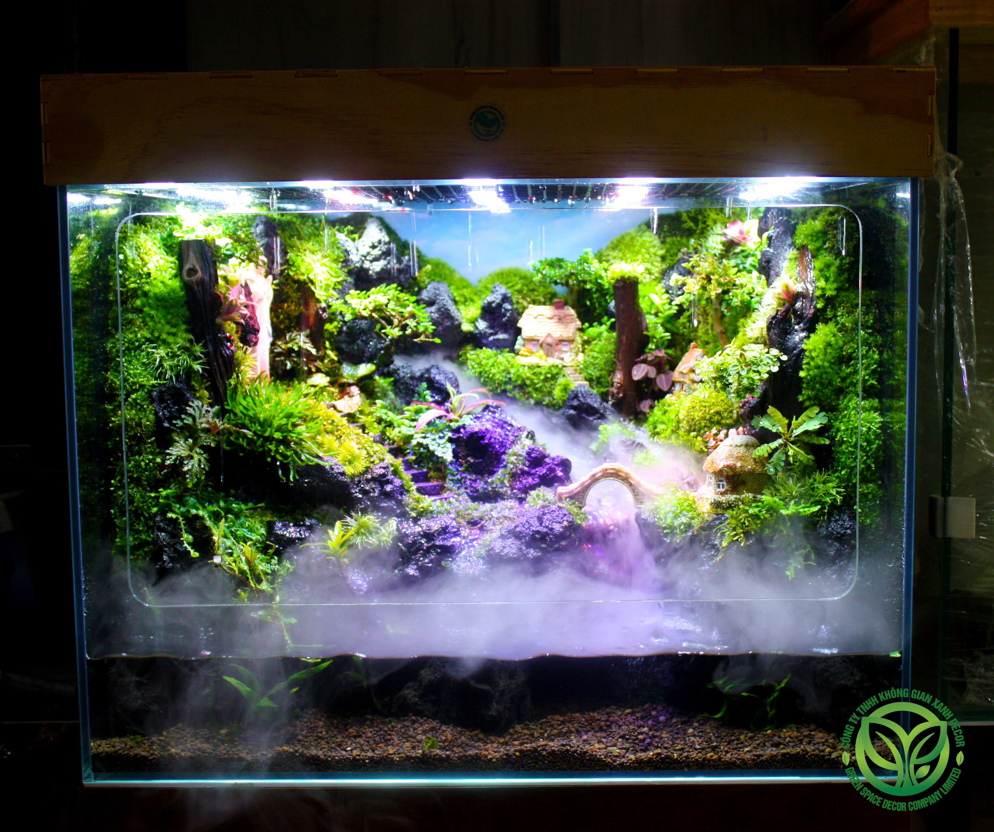 Rainforest Mưa Trên Đất Thánh 645