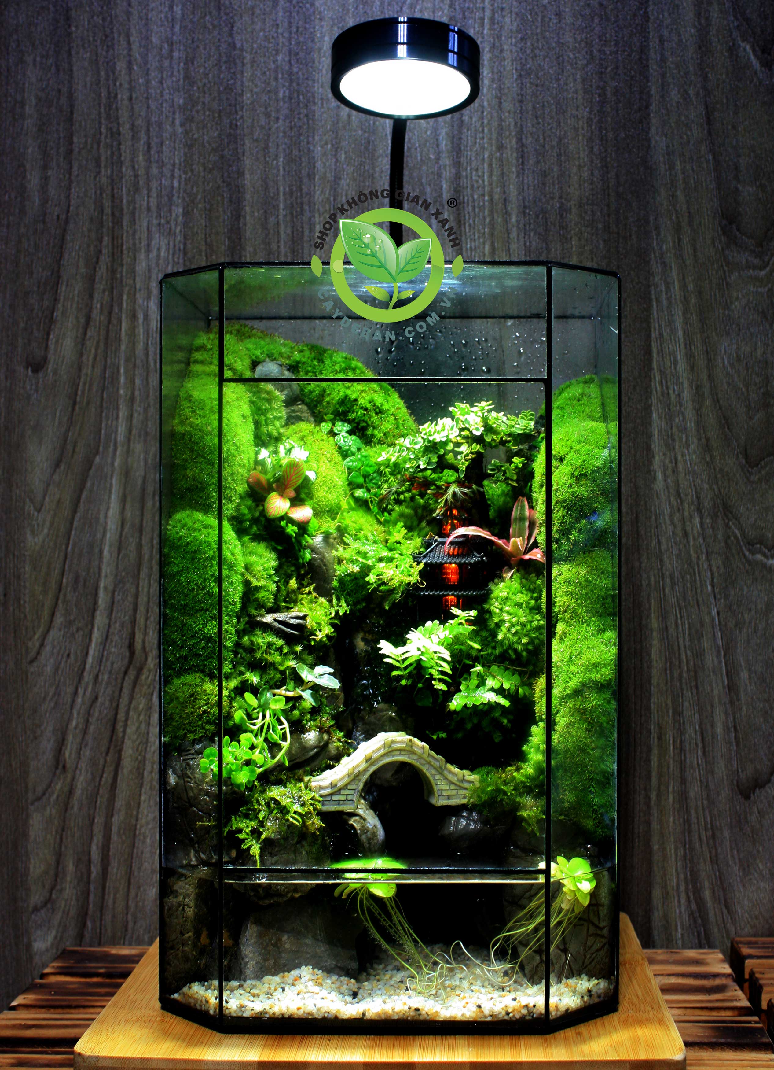 Paludarium 14.35.1