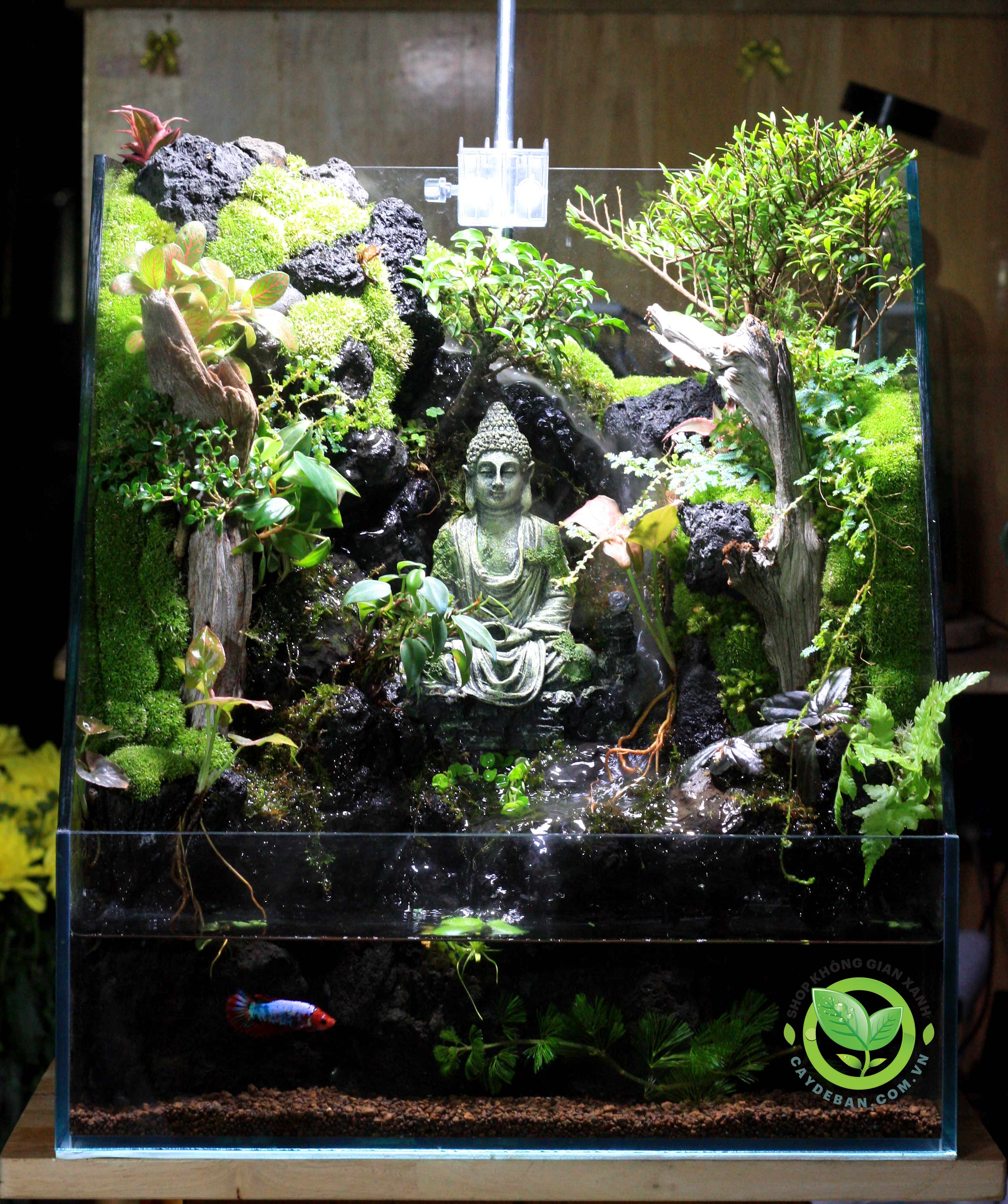 Paludarium Tịnh Tâm 4