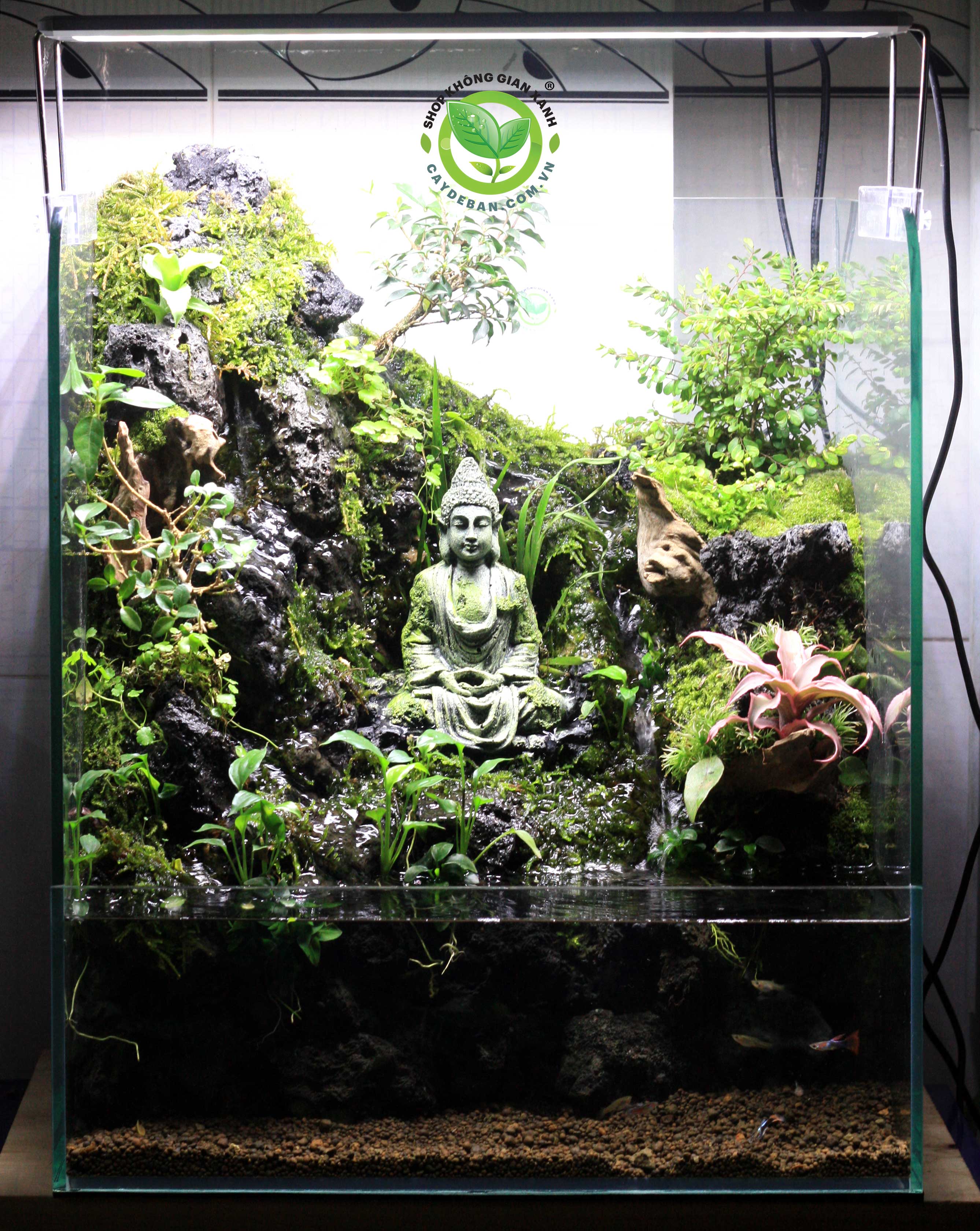 Paludarium Tịnh Tâm 2