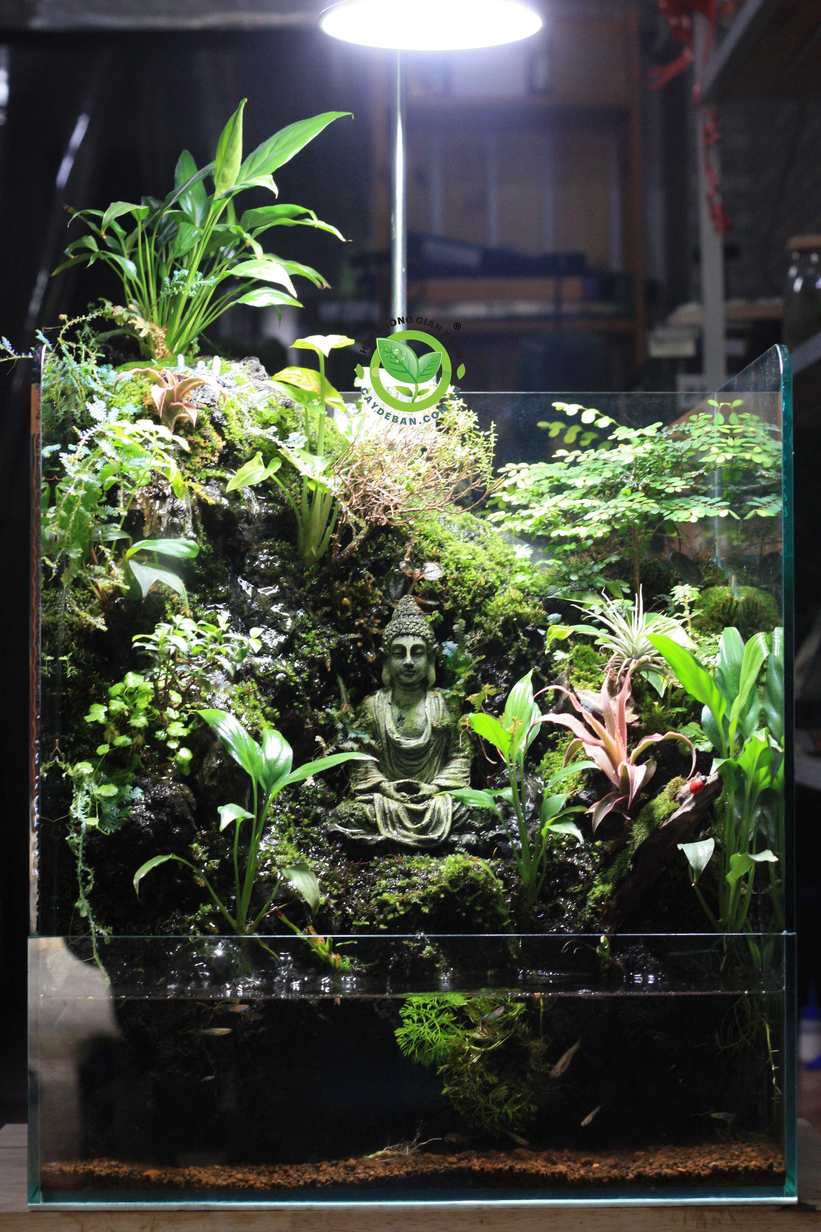 Paludarium Tịnh Tâm 3