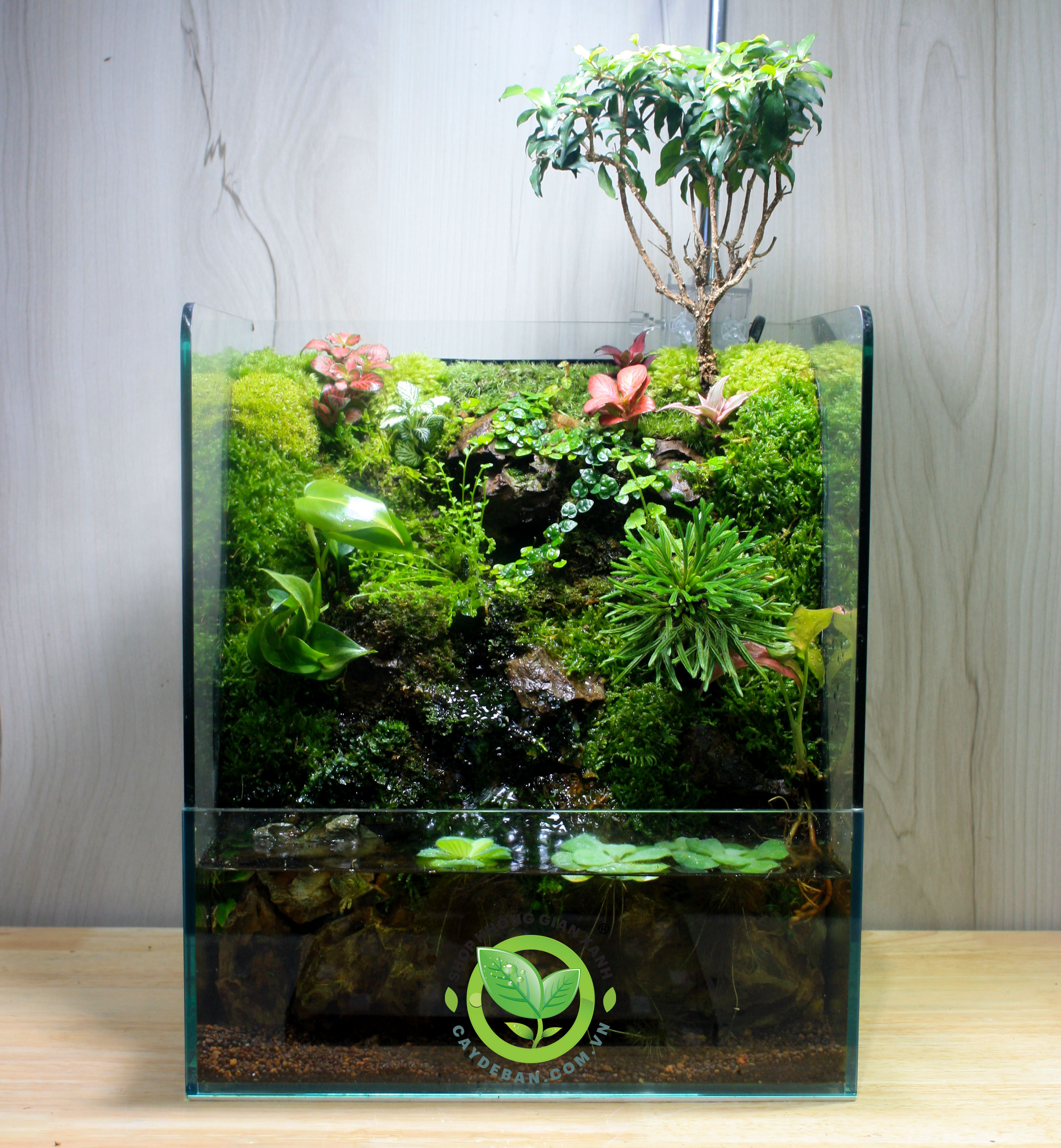 Paludarium Bờ Suối Nhỏ