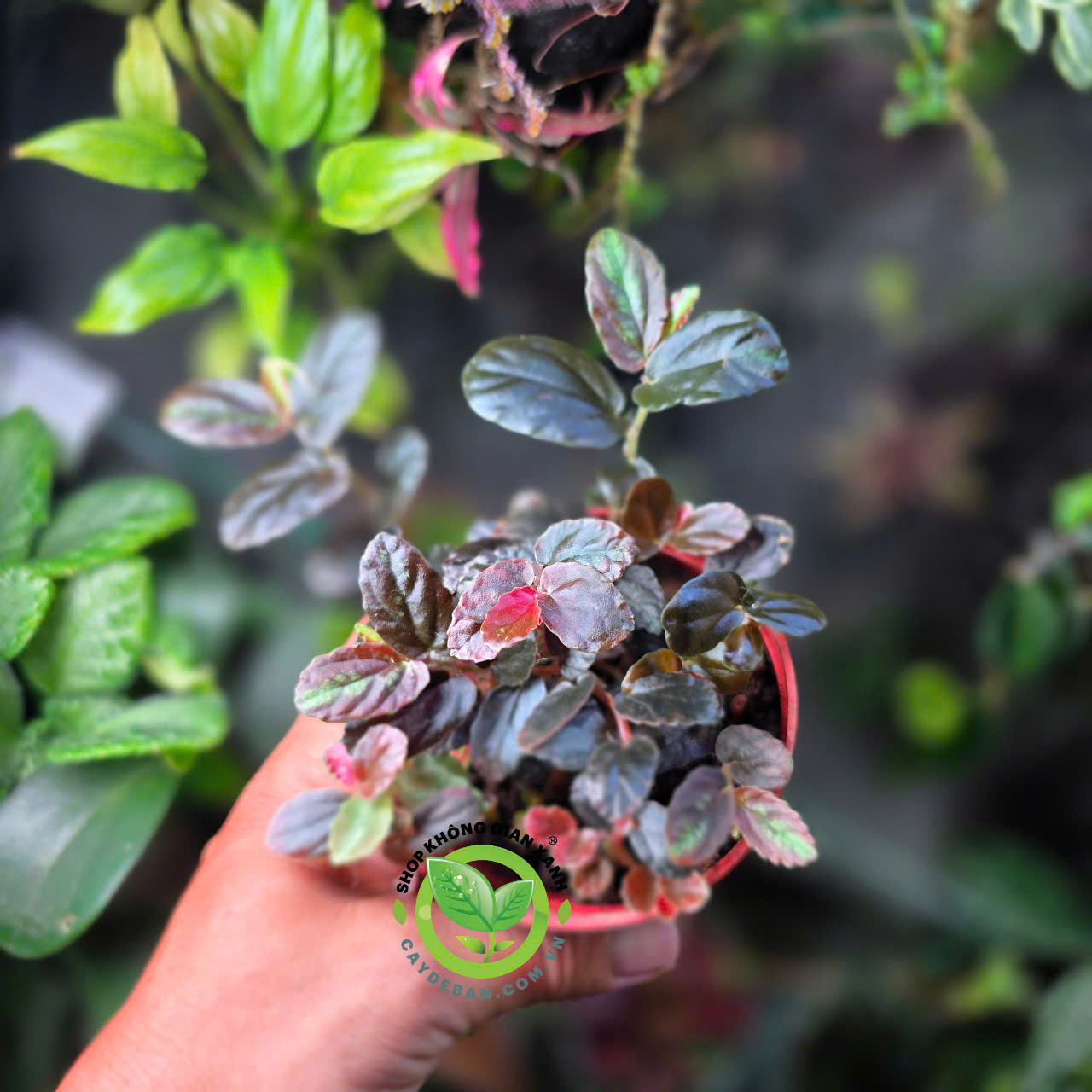 Thằn Lằn bay nâu - Dây dưa hấu Pellionia repens