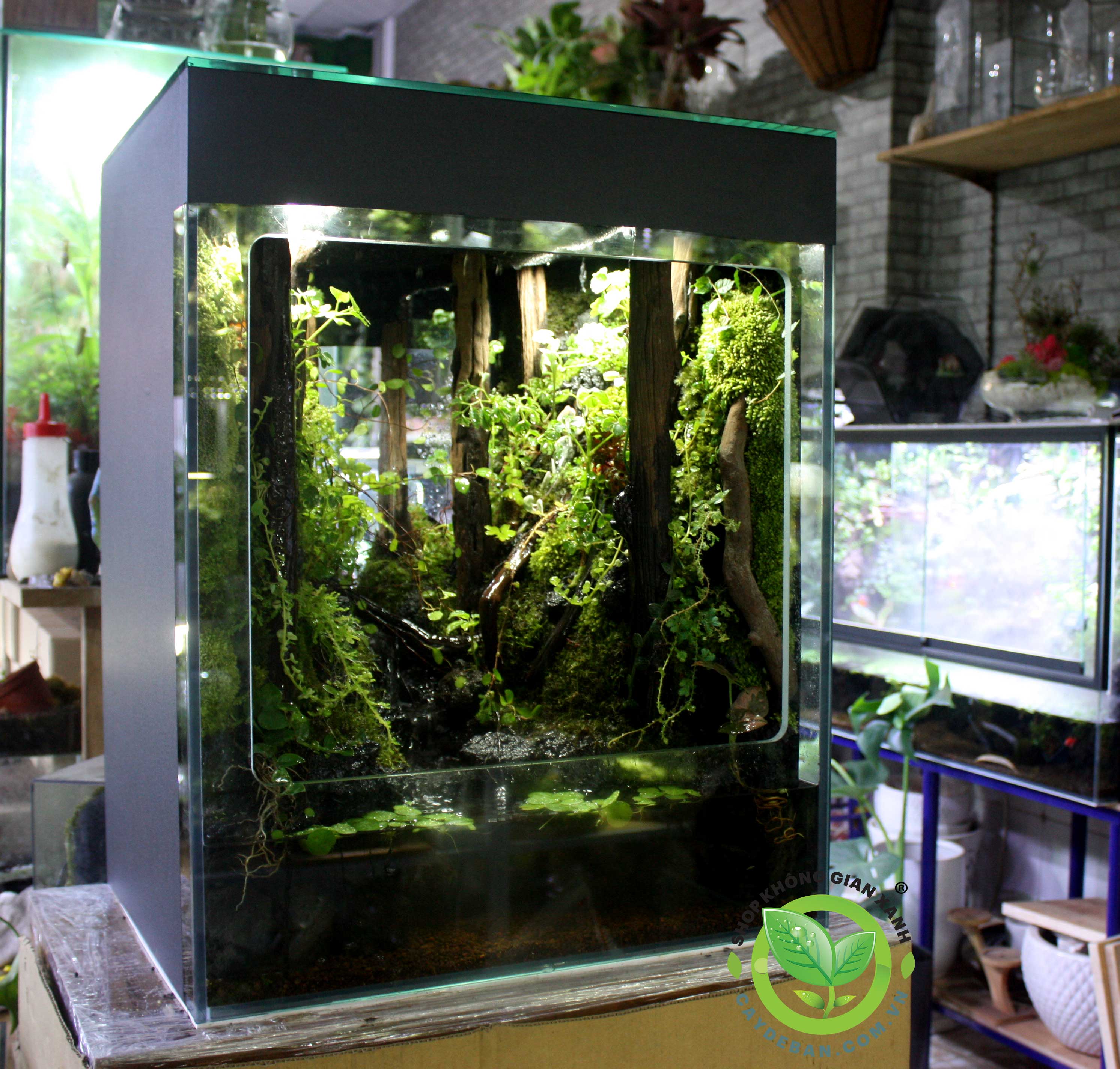 Rừng Mưa nhiệt đới 48.38.60