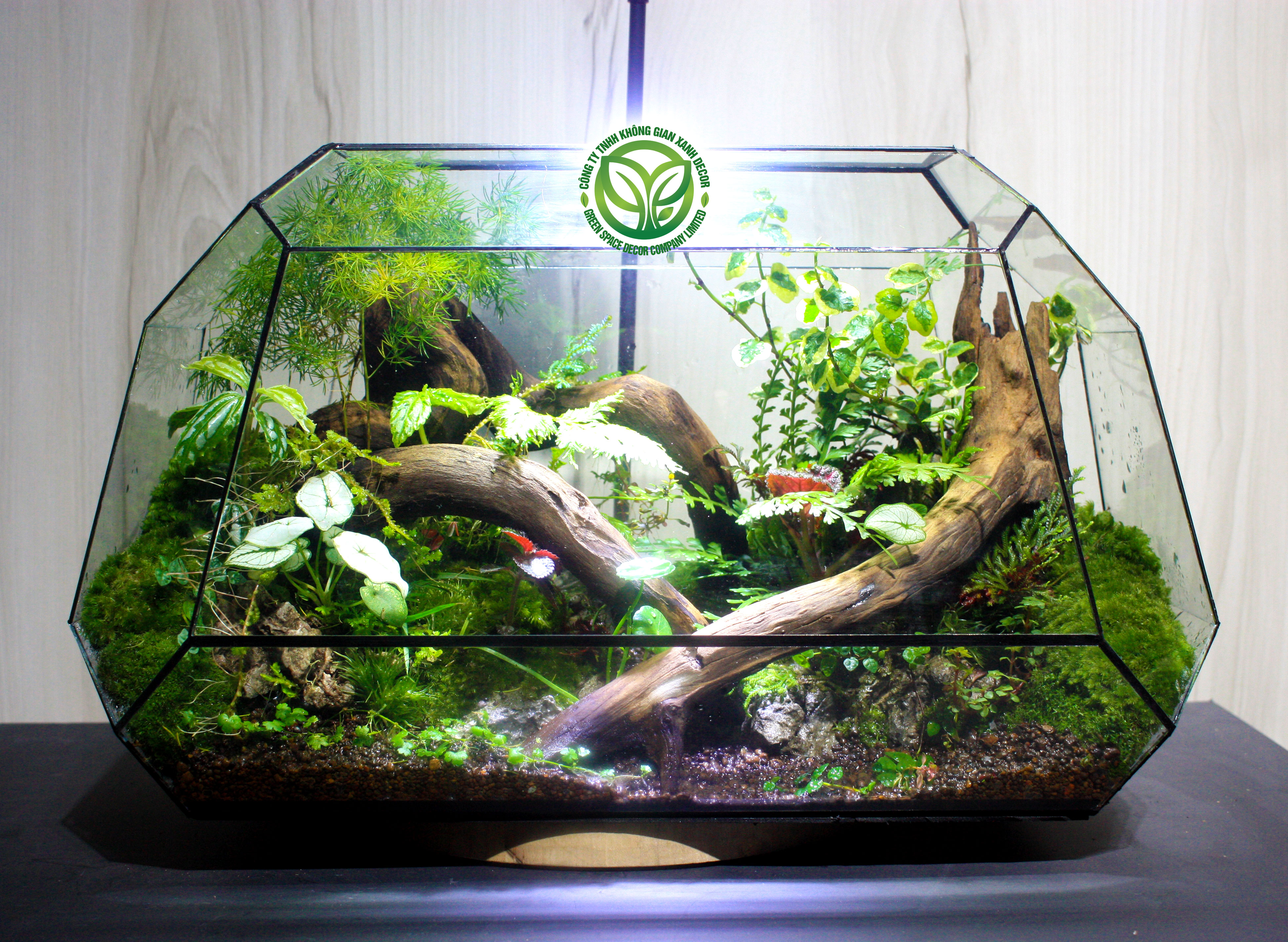 Rừng Sáng Rực Rỡ