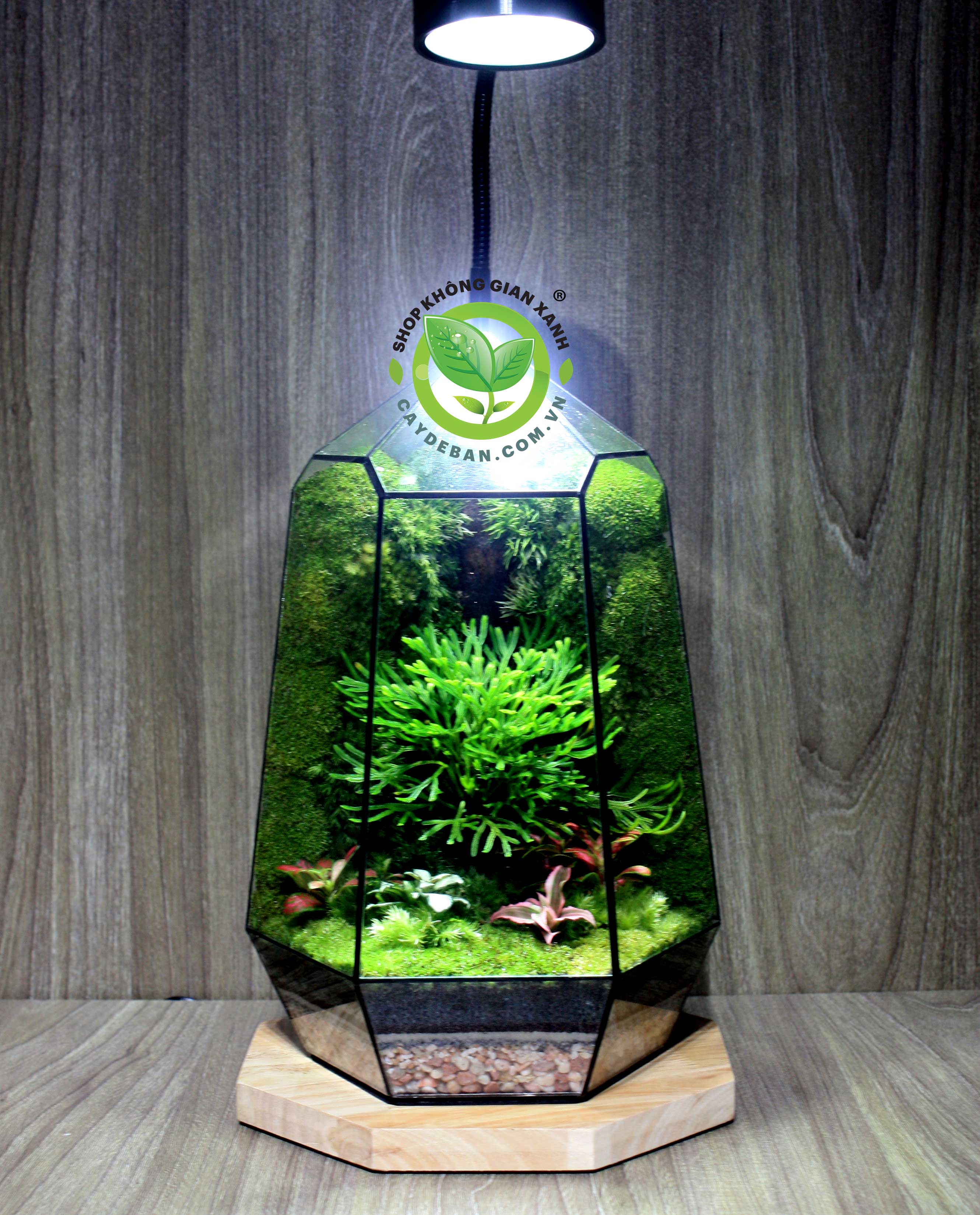 Terrarium-MS37 Trường sinh