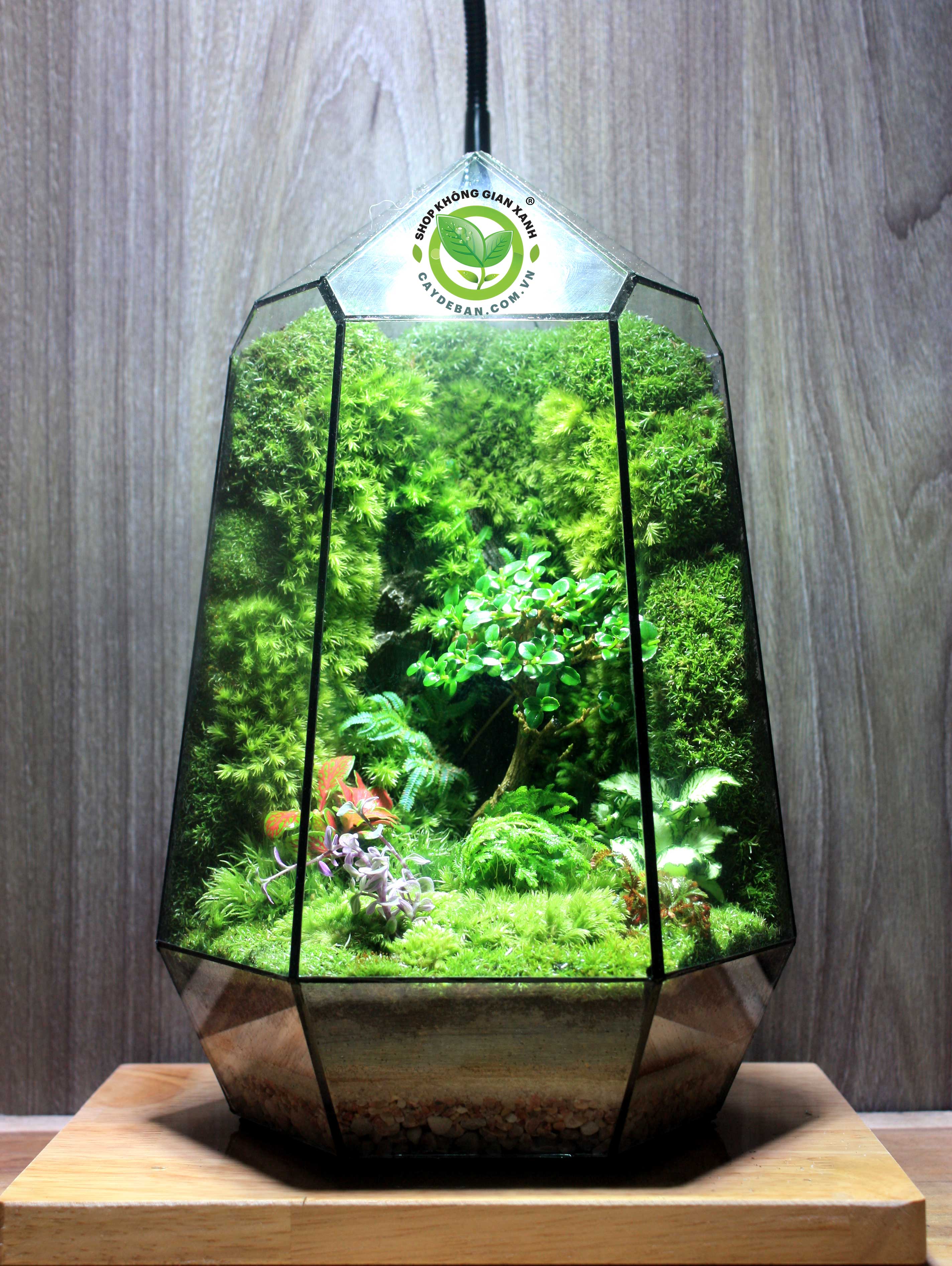 Terrarium-MS37 natural