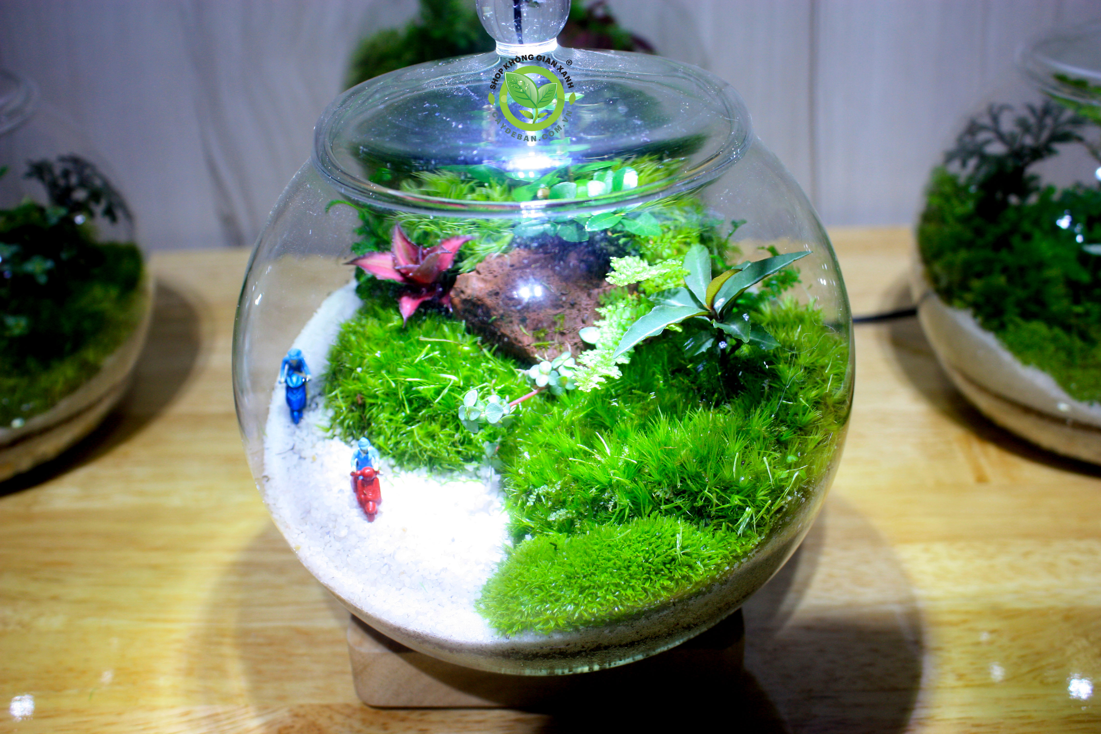 Terrarium Đồi Ký Ức