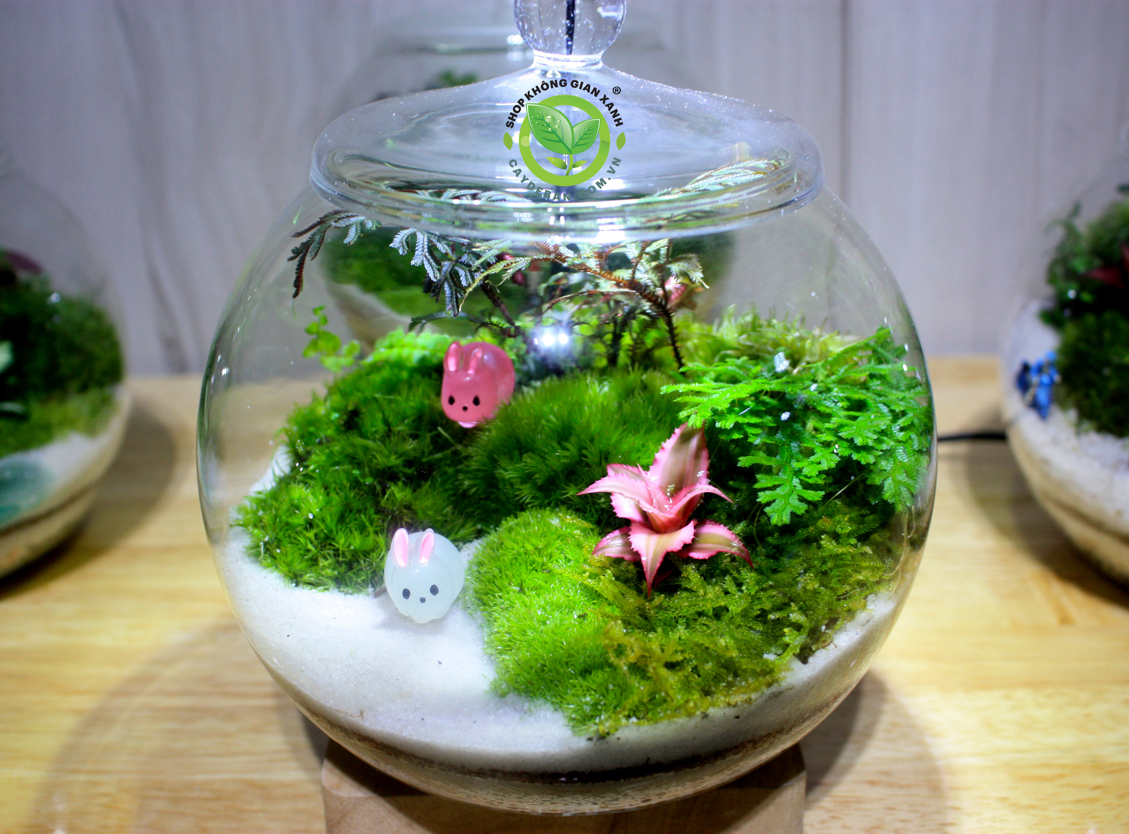 Terrarium Vùng Xanh Thần Tiên