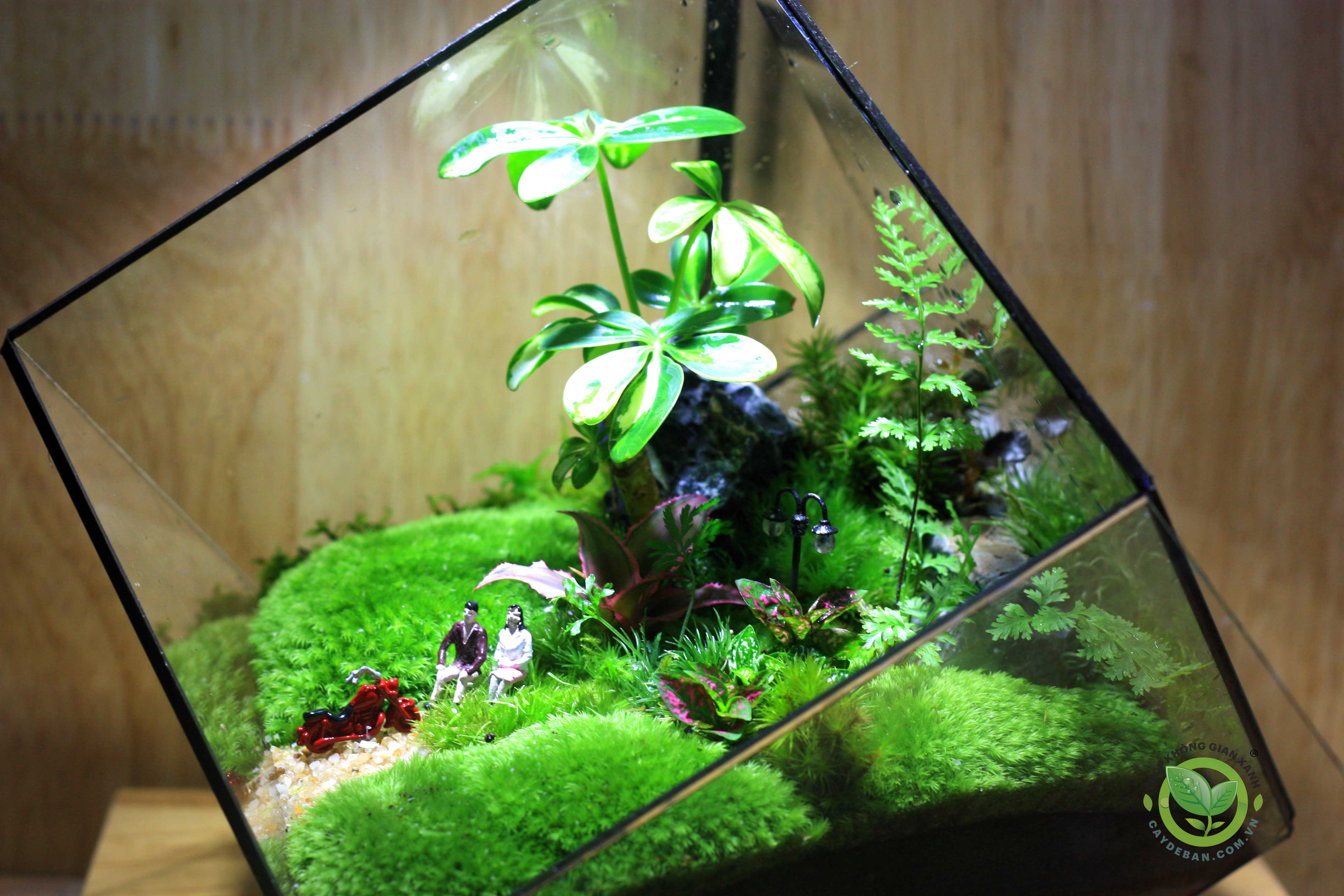 Terrarium MS24.3 My Love