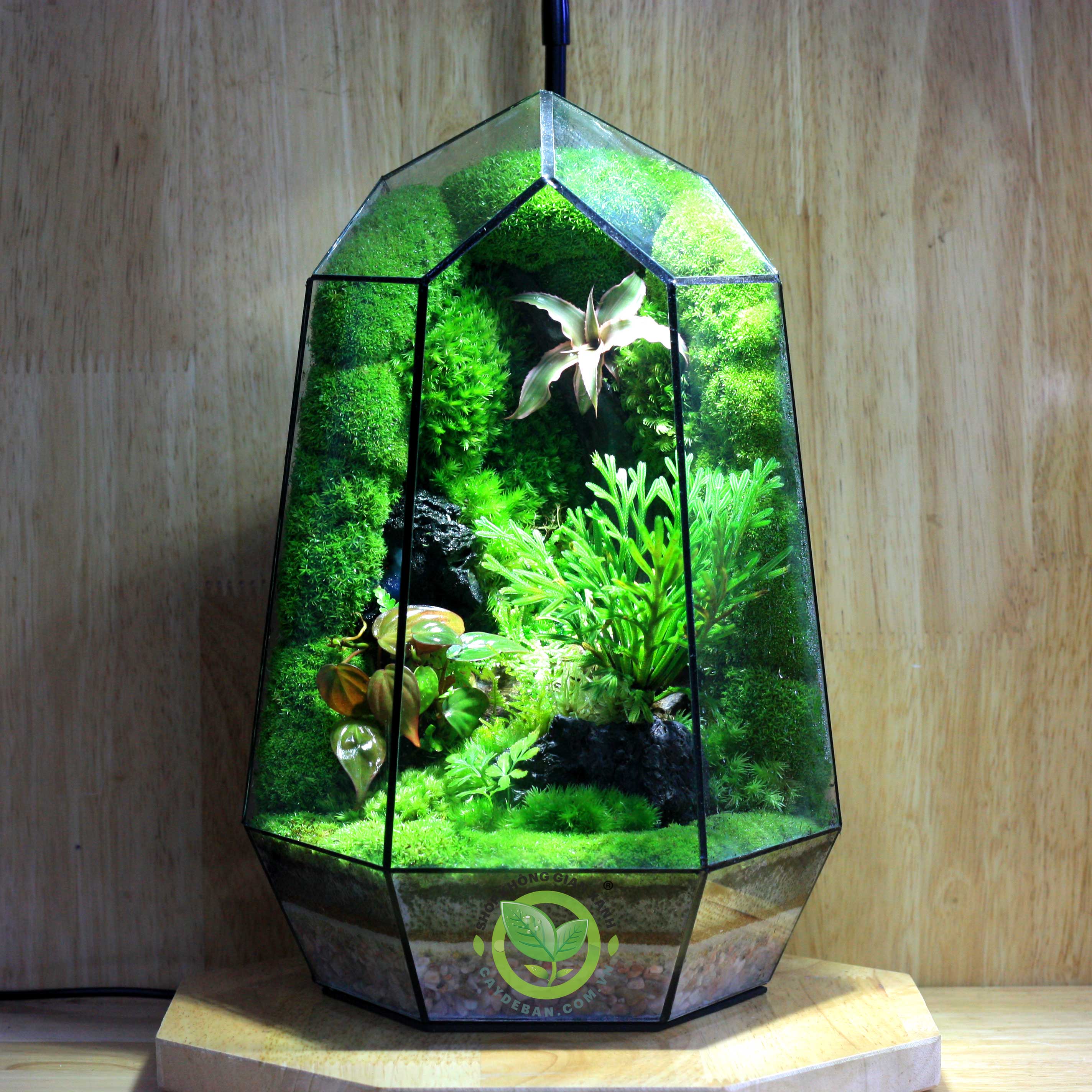 Terrarium-MS22.2